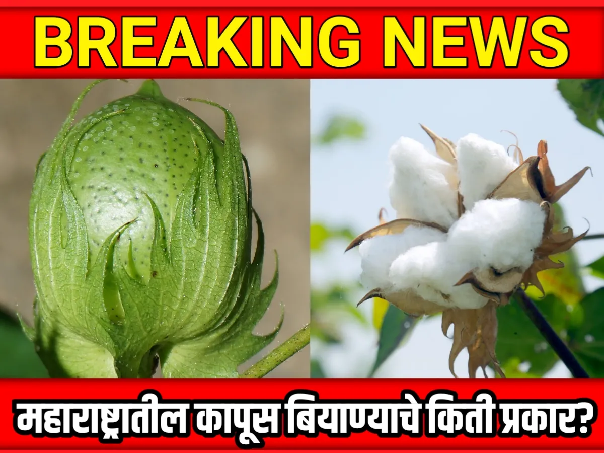 Cotton seeds : कापूस बियाणे या कंपन्या मध्ये मिळतात || किती प्रकारचे कापूस बियाणे तसेच त्याचे वैशिष्ट्ये जाणून घ्या