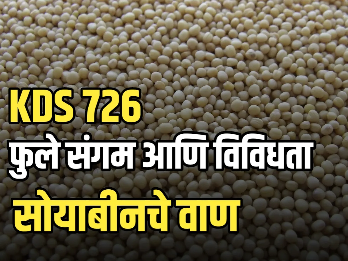 KDS 726 soybean variety : फुले संगम 726 विविधता