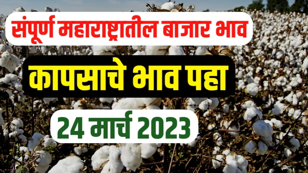 Cotton Price