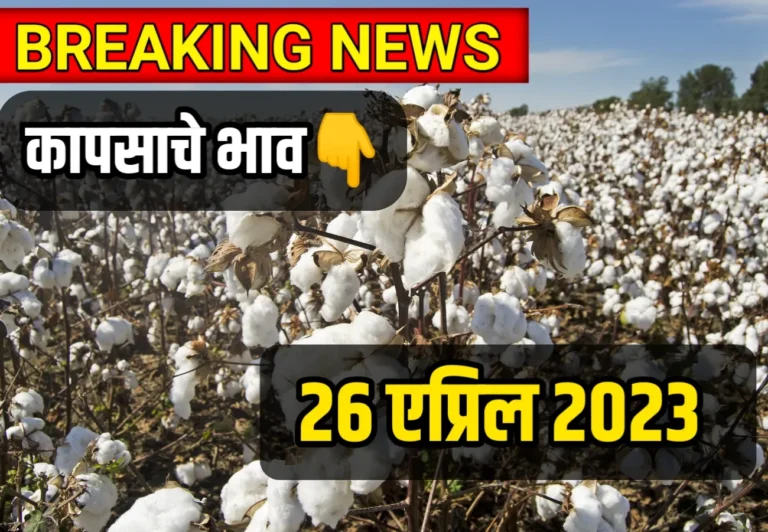 Cotton Rate ; आजचे कापसाचे भाव 26 एप्रिल 2023, kapasache bhav