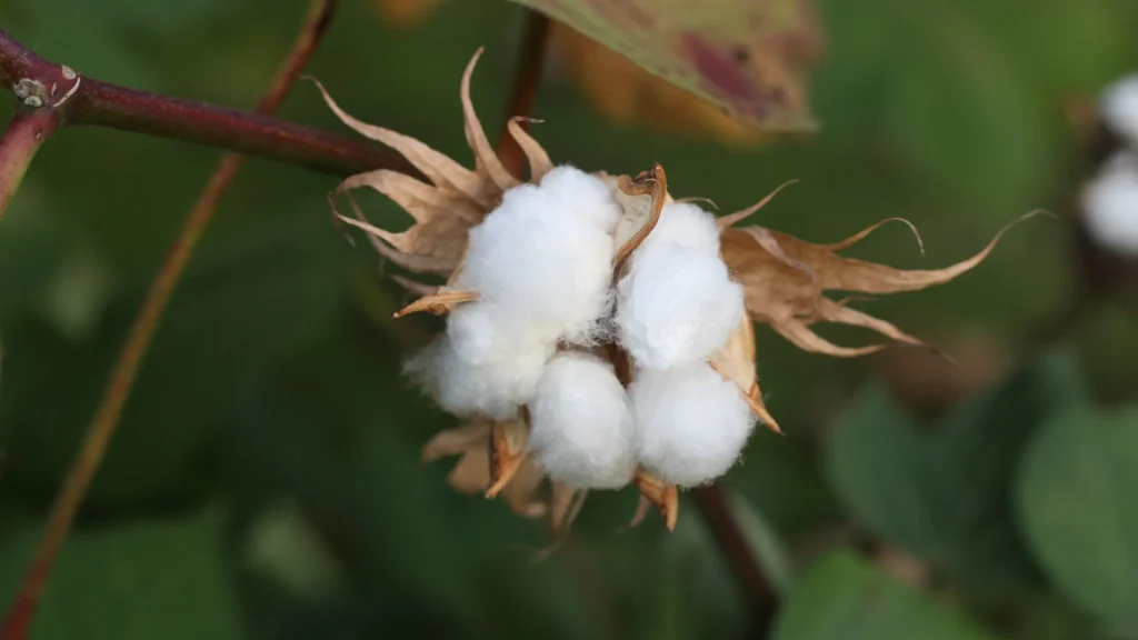  Cotton Price 