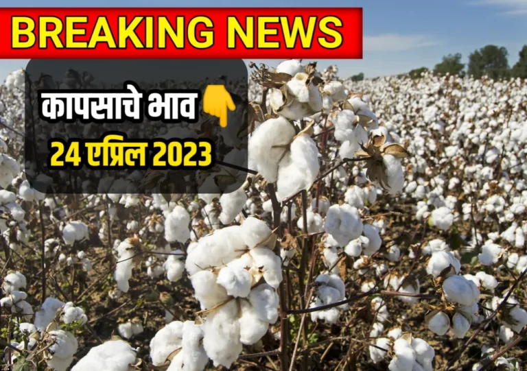 Cotton Rate,आजचे कापसाचे भाव