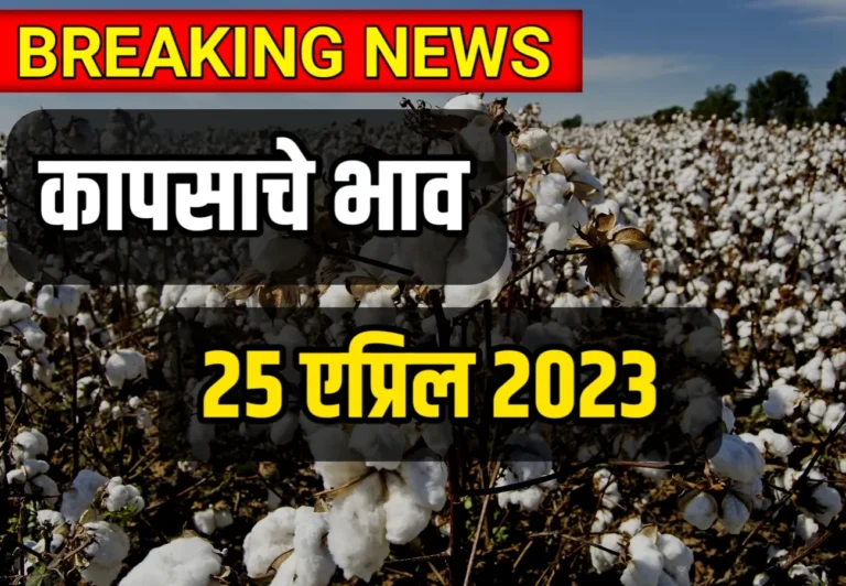 Cotton Price Today 2023 Maharashtra; Cotton Rate, 25 April 2023 | आजचे कापसाचे भाव 2023 महाराष्ट्र; Cotton Rate, 25 एप्रिल 2023