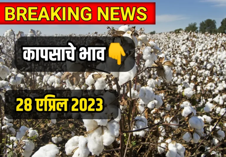 Cotton Rate ; आजचे कापसाचे भाव 28 एप्रिल 2023, kapsache bhav today in Maharashtra