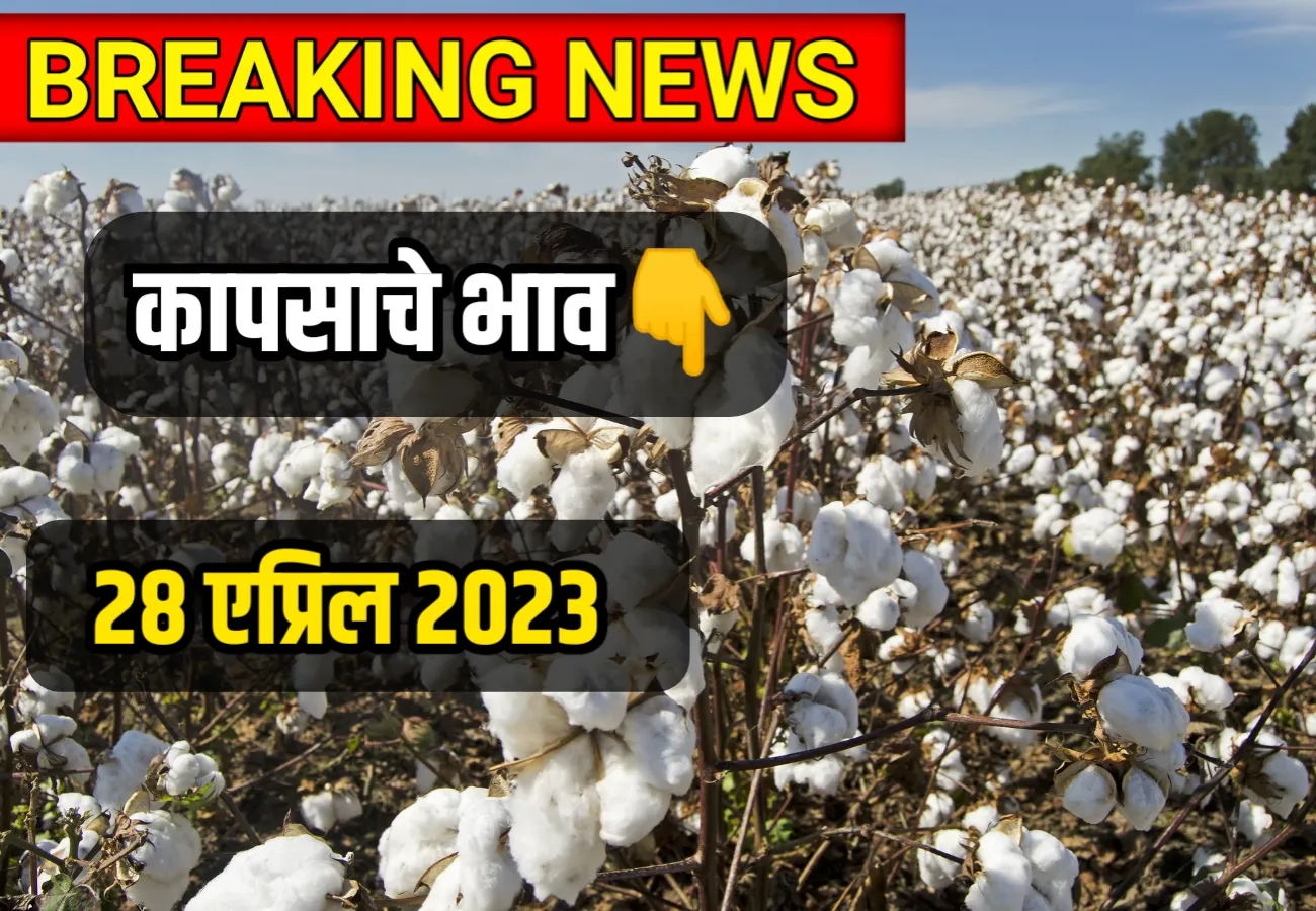 Cotton Rate ; आजचे कापसाचे भाव 28 एप्रिल 2023, kapsache bhav today in Maharashtra