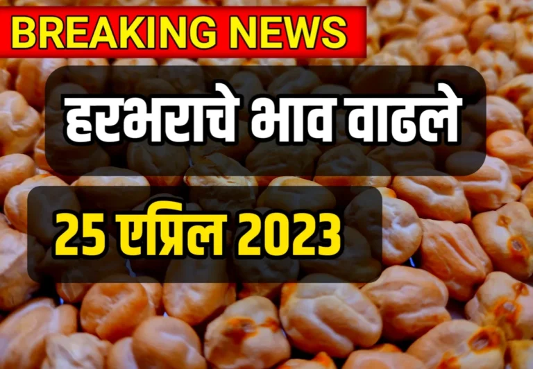 Gram prices increased: today's gram prices Maharashtra April 25, 2023; gram rate | हरभराचे भाव वाढले : आजचे हरभराचे भाव महाराष्ट्र 25 एप्रिल 2023; Gram Rate