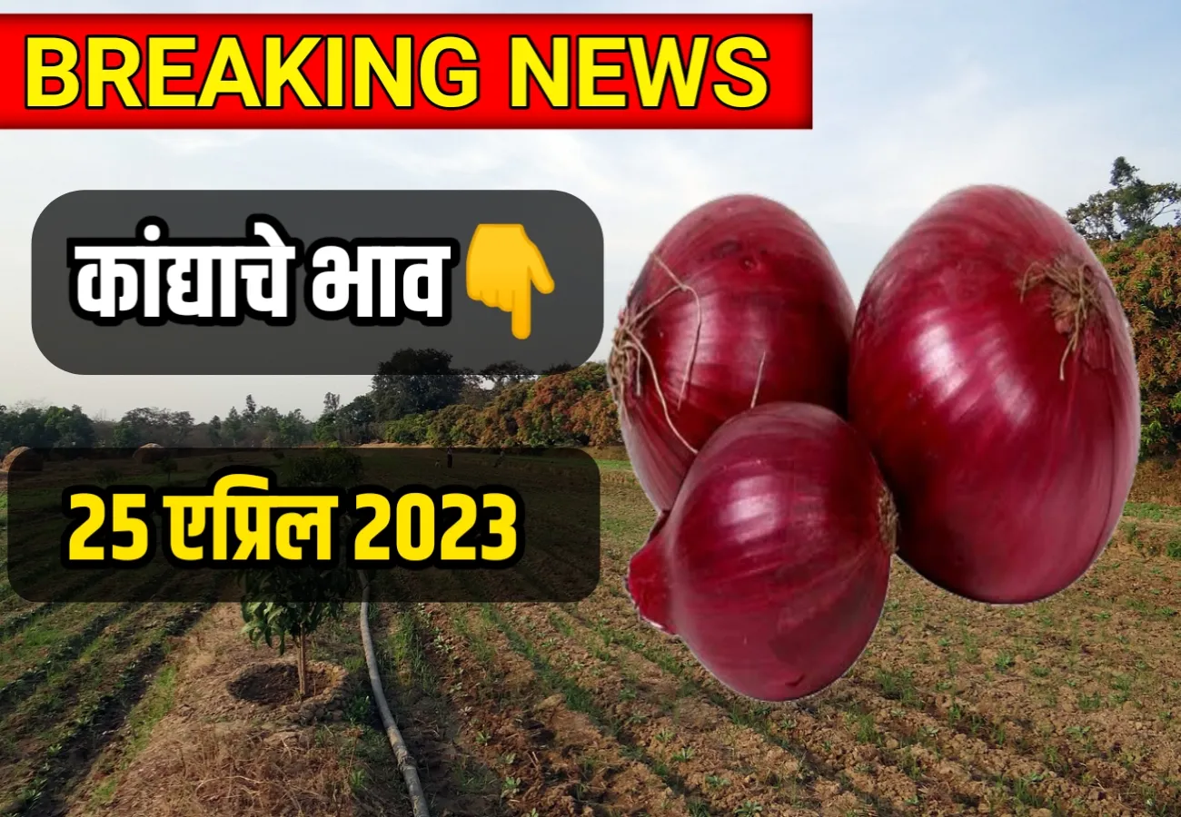 Onion prices fell today; Today's Onion Price 25 April 2025, Onions Rate | आज कांद्याचे भाव घसरले; आजचे कांद्याचे भाव 25 एप्रिल 2025, Onions Rate