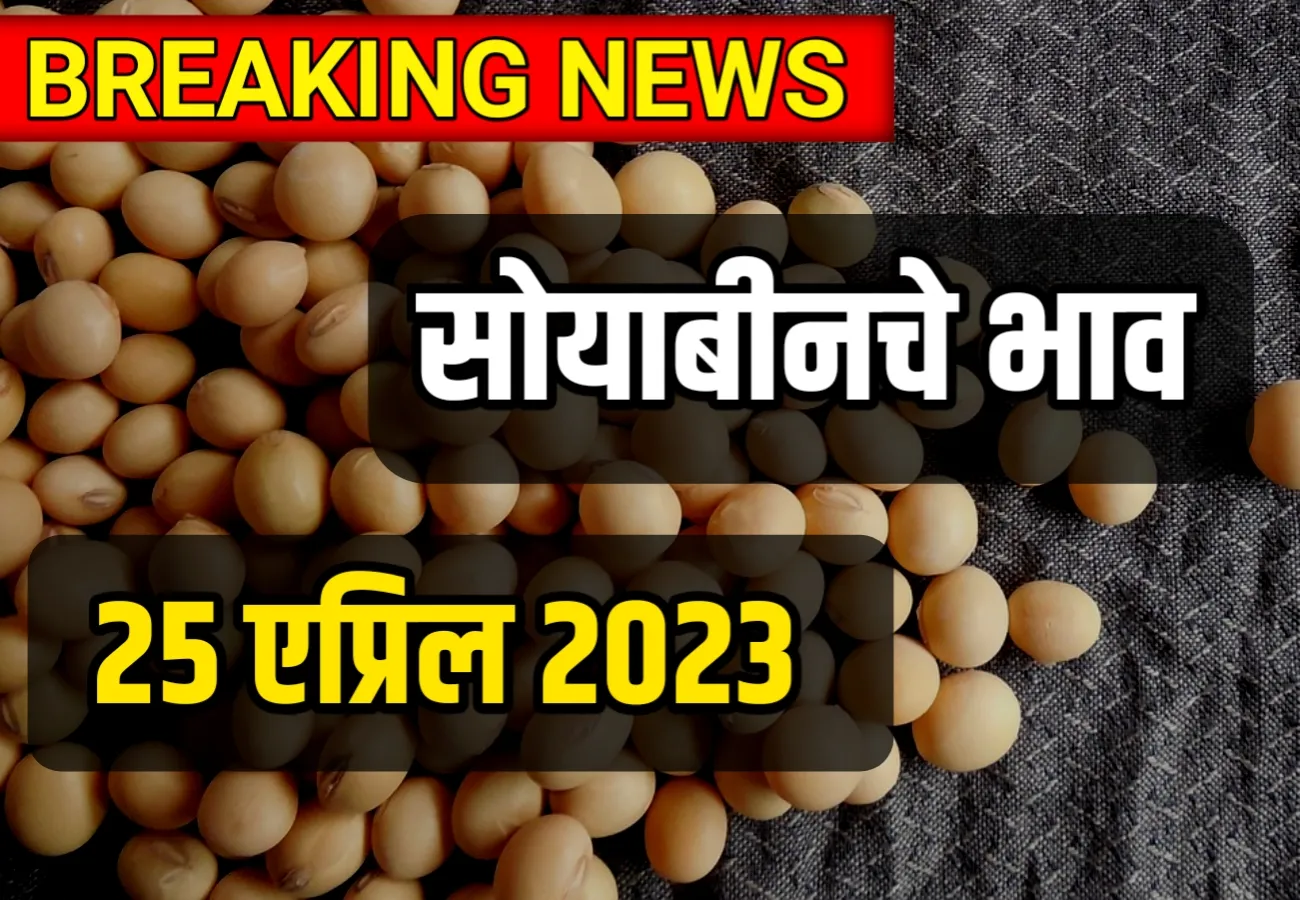 Today's Soybean Rates 25 April 2023: Soybean Rate | आजचे सोयाबीनचे भाव 25 एप्रिल 2023: Soybean Rate