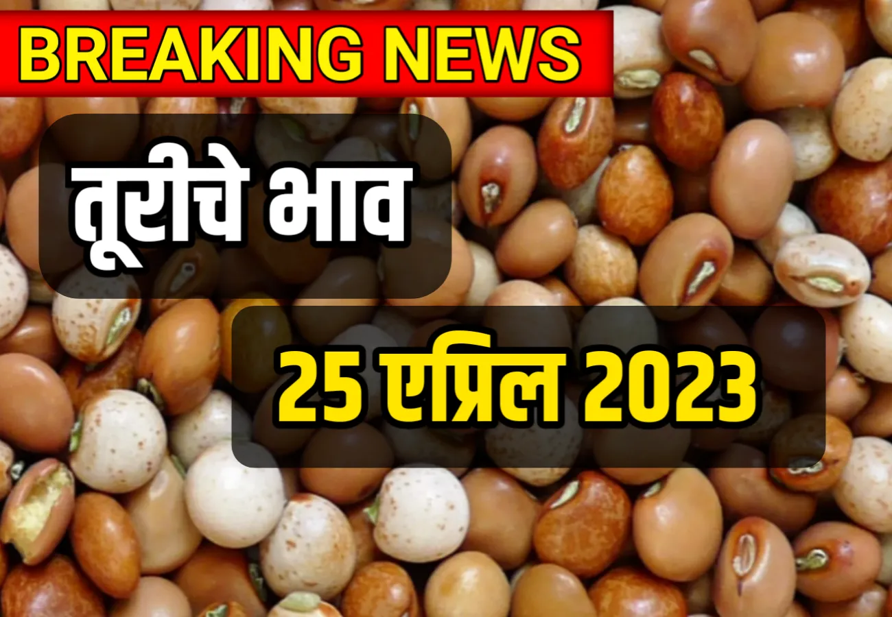 Tauri rates likely to rise to 9000; Today's Tur Rate 25 April 2023, Tur Rate | तूरीचे दर 9000 पर्यंत वाढण्याची शक्यता; आजचे तूरीचे भाव 25 एप्रिल 2023, Tur Rate