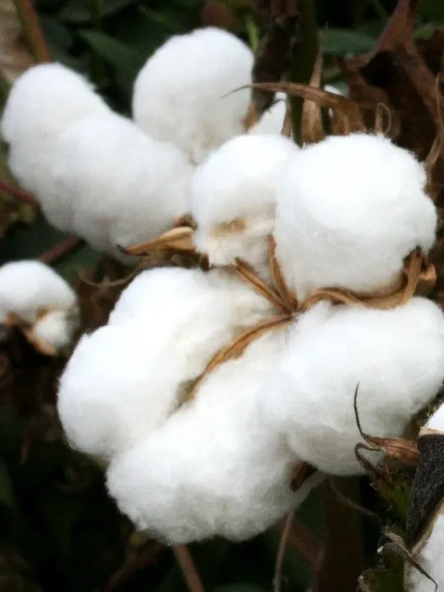 कापसाच्या दरात घसरण – Cotton Rate Today