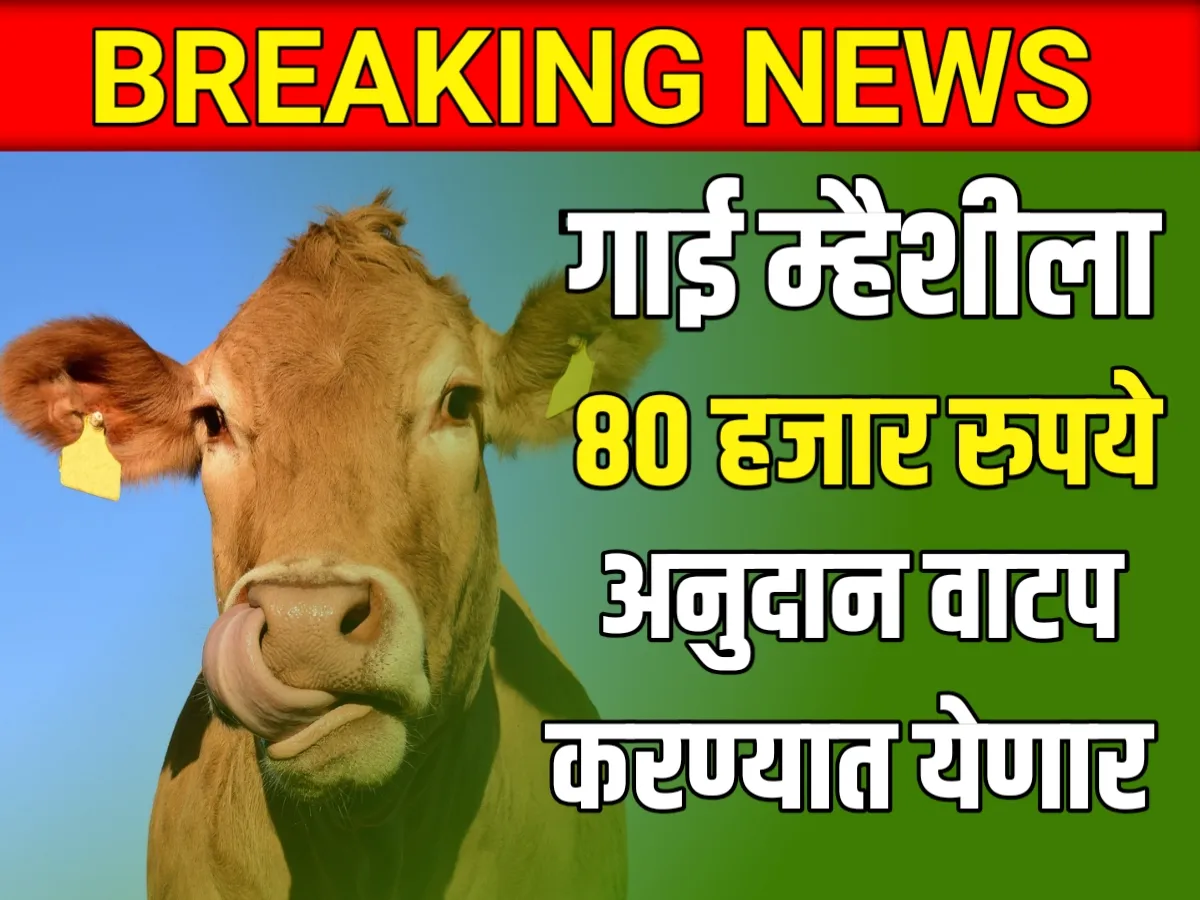 Cattle Subsidy : राज्यातील गायी म्हैशीला मिळणार, वाढीव अनुदान