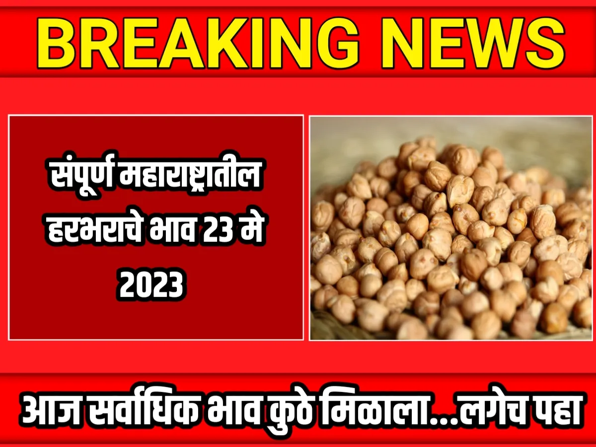 Chana Rate : आजचे हरभराचे भाव 23 मे 2023