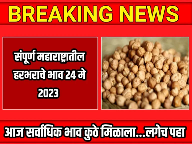 Chana Rate : आजचे हरभराचे भाव 24 मे 2023