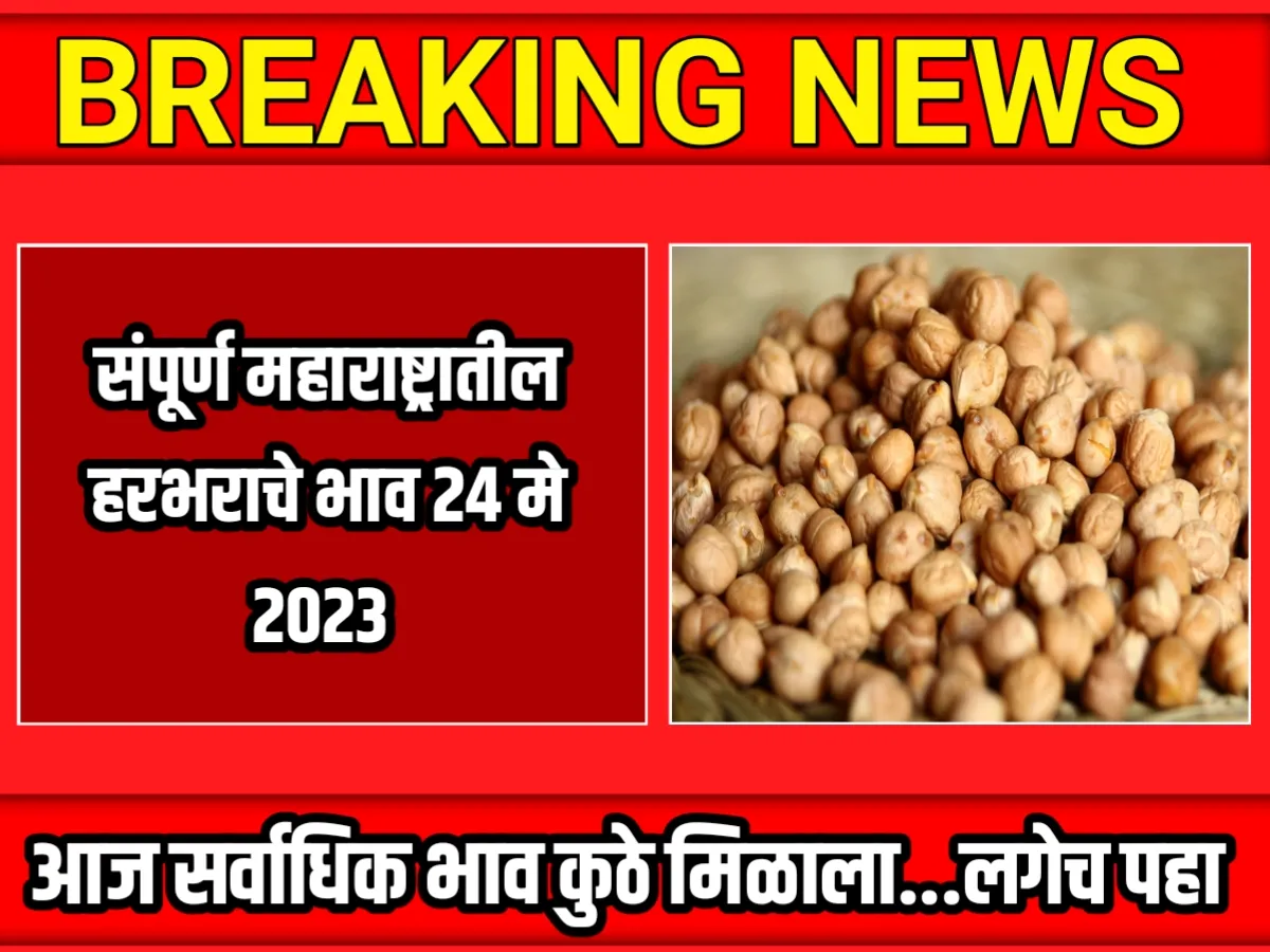 Chana Rate : आजचे हरभराचे भाव 24 मे 2023