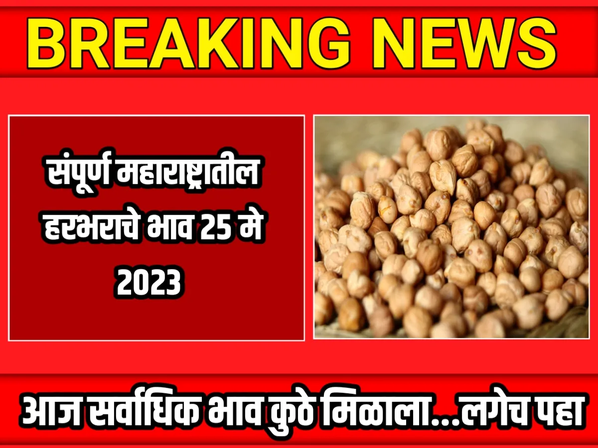 Chana Rate : आजचे हरभराचे भाव 25 मे 2023