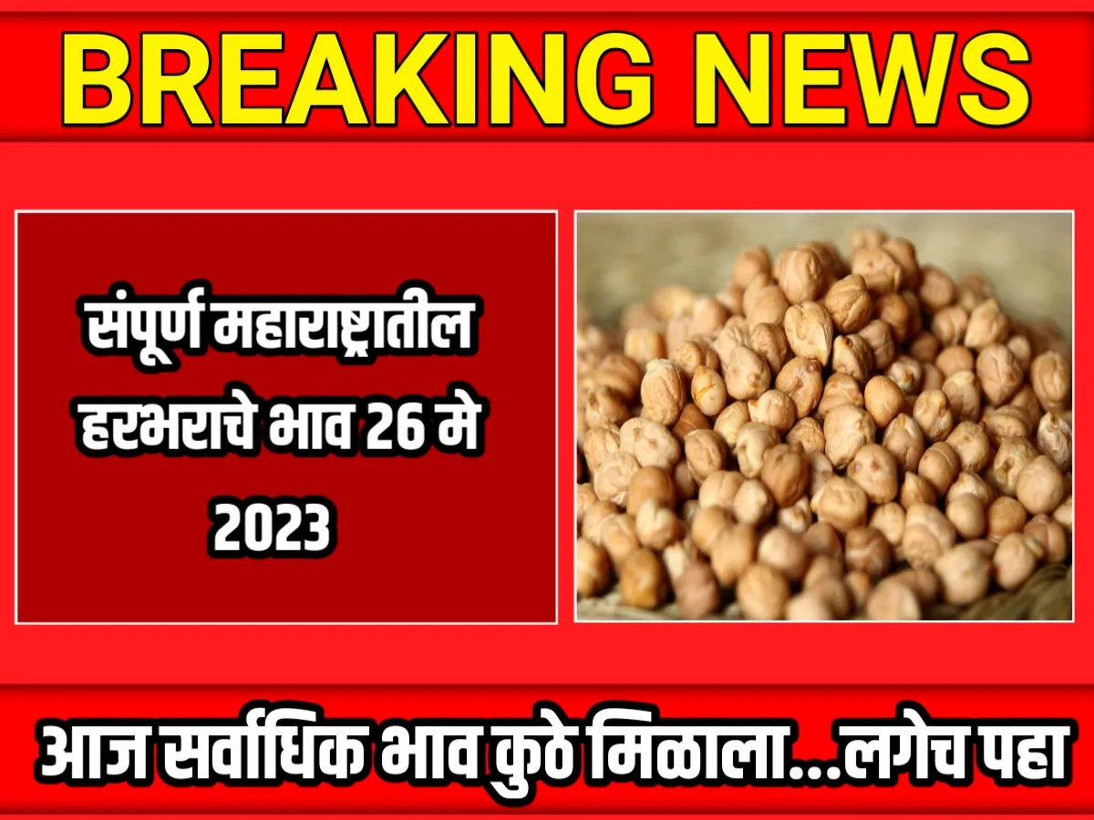 Chana Rate : आजचे हरभराचे भाव 26 मे 2023