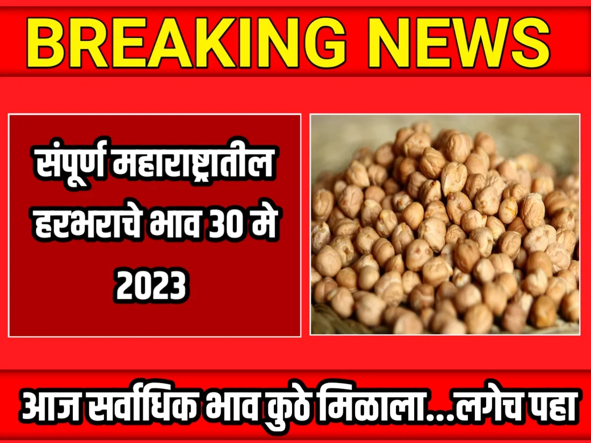 ‍Chana Rate : आजचे हरभराचे भाव 30 मे 2023