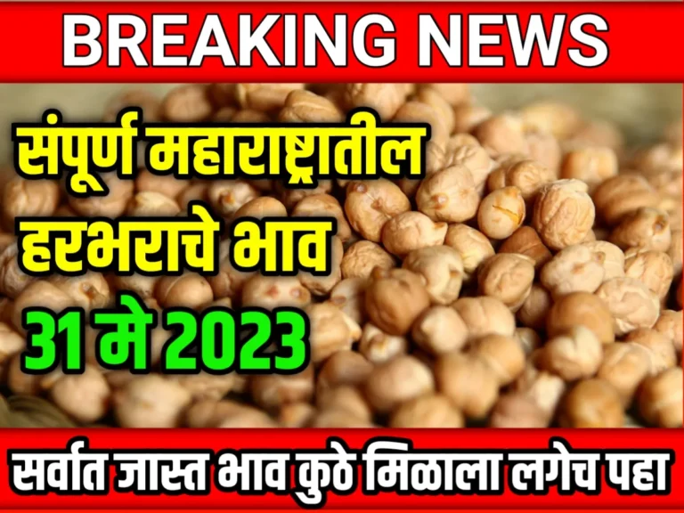 Chana Rate : आजचे हरभराचे भाव 31 मे 2023