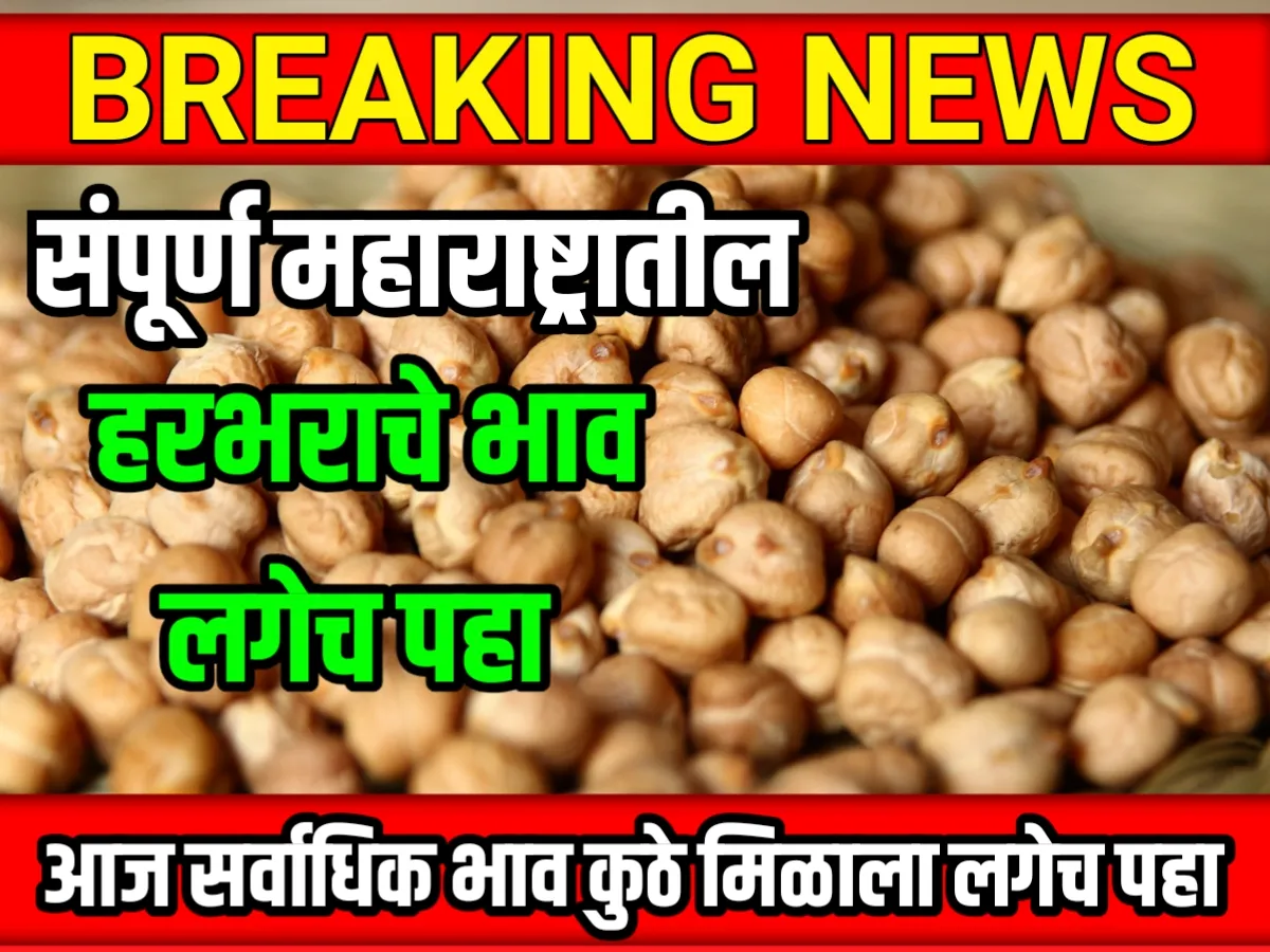 Chana Rate : आजचे हरभराचे भाव 20 मे 2023