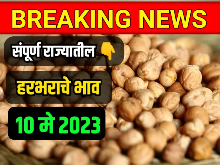 Chickpeas Rate : आजचे हरभराचे भाव 10 मे 2023