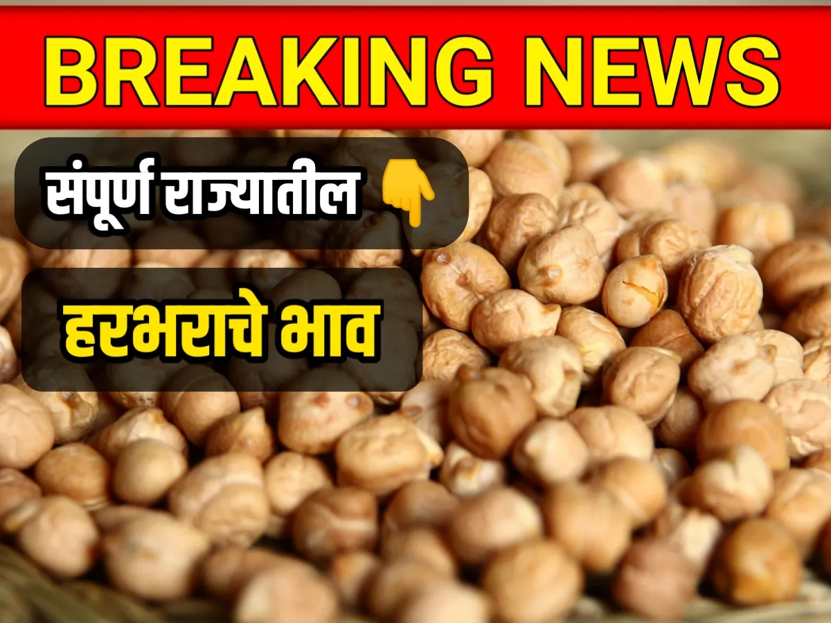 आजचे हरभराचे भाव 9 मार्च 2023 ; Live Chickpeas Rate