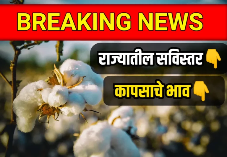 Cotton Price, cotton Price live, Cotton Price Maharashtra, आजचे कापसाचे भाव, आजचे कापसाचे भाव 2023, आजचे कापसाचे भाव 2023 महाराष्ट्र, कापसाचे भाव, कापसाचे भाव महाराष्ट्र, ताजे कापसाचे भाव, महाराष्ट्र कापसाचे भाव