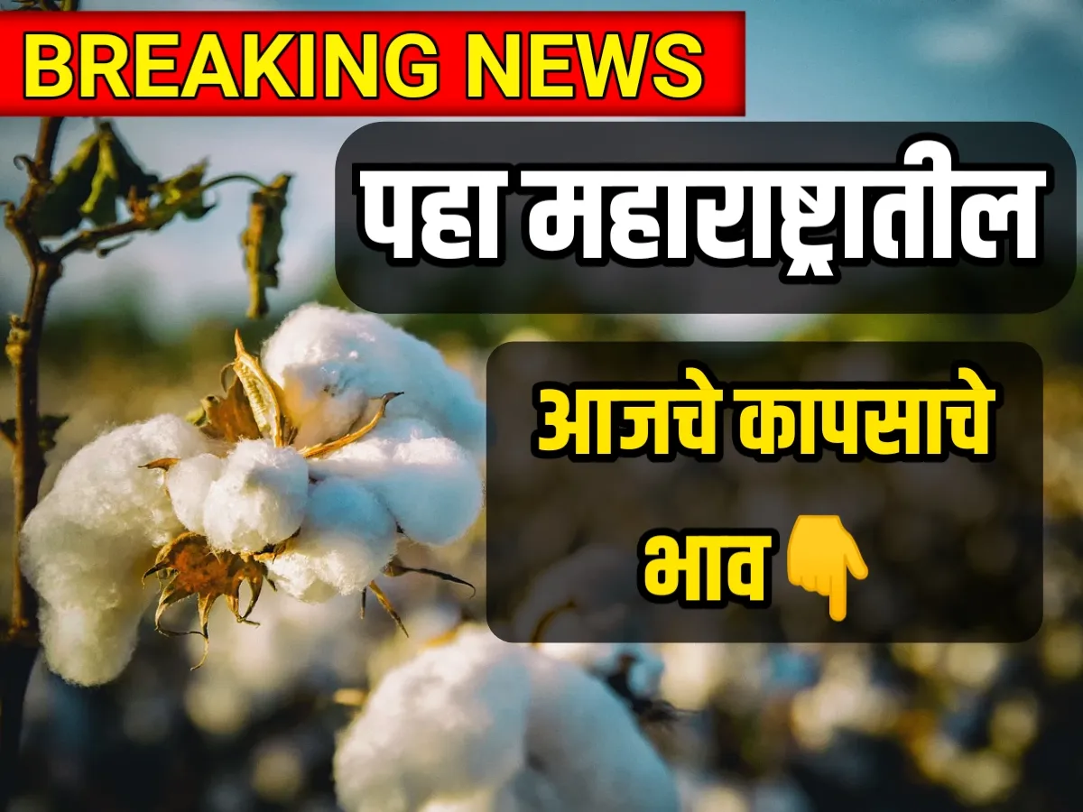 Cotton Price, कापसाचे भाव, cotton rate,