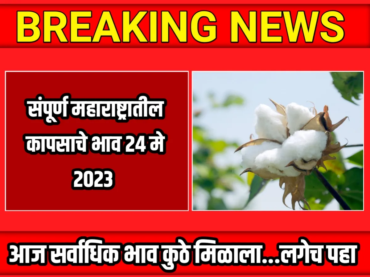 Cotton Rate : आजचे कापसाचे भाव 24 मे 2023