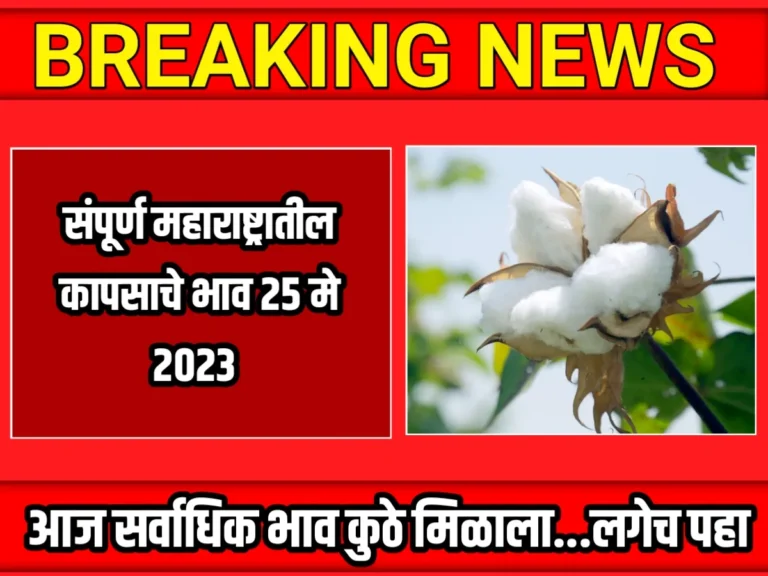 Cotton Rate : आजचे कापसाचे भाव 25 मे 2023