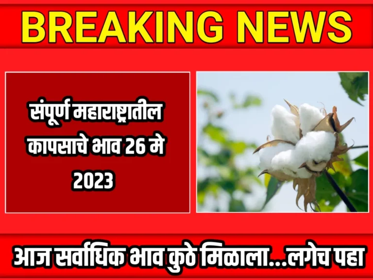 Cotton Rate : आजचे कापसाचे भाव 26 मे 2023