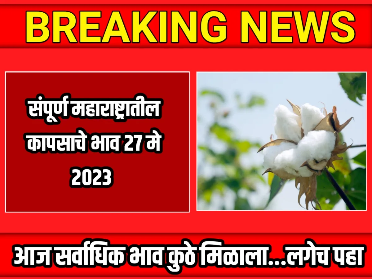 Cotton Rate : आजचे कापसाचे भाव 27 मे 2023