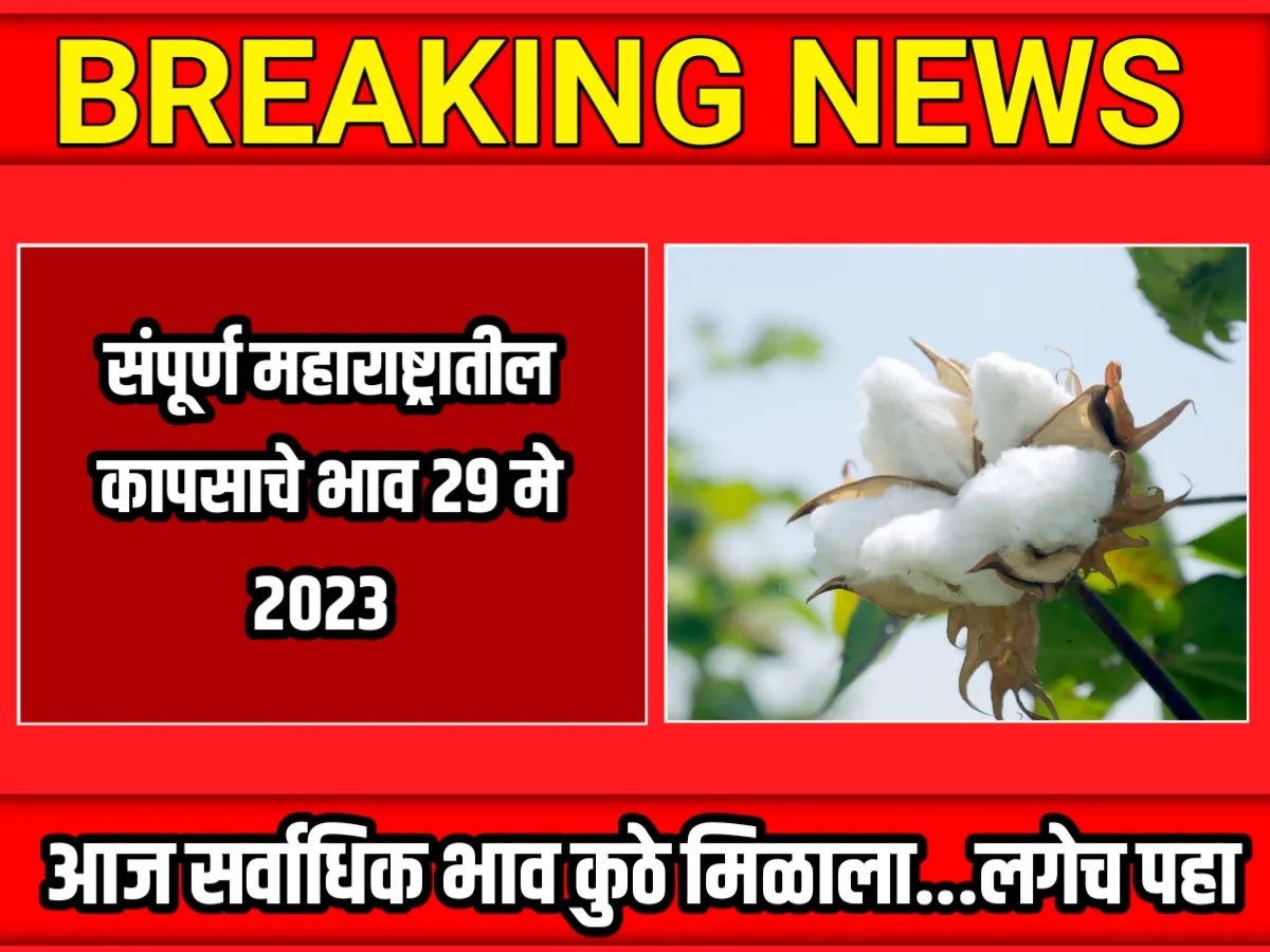 Cotton Rate : आजचे कापसाचे भाव 29 मे 2023