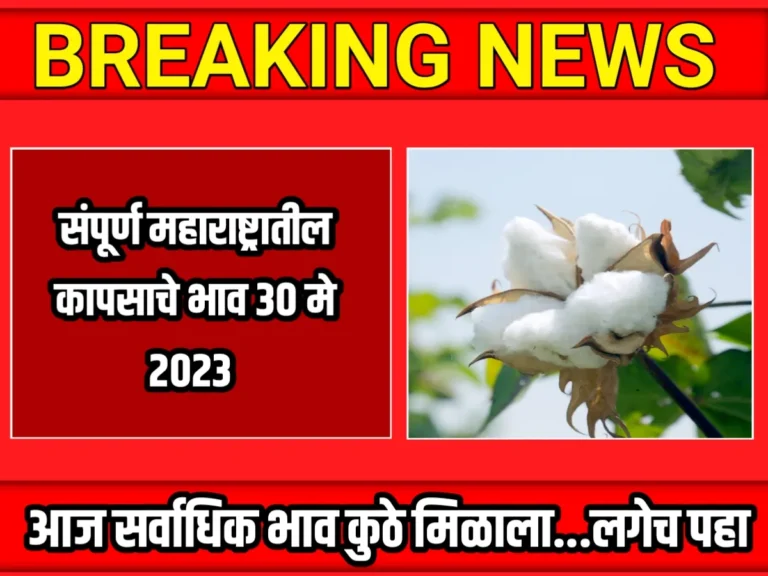 Cotton Rate : आजचे कापसाचे भाव 30 मे 2023