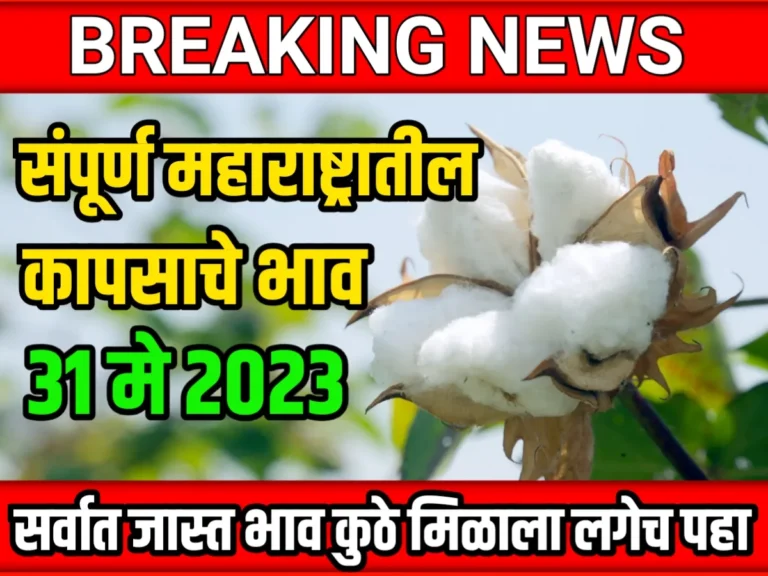 Cotton Rate : आजचे कापसाचे भाव 31 मे 2023