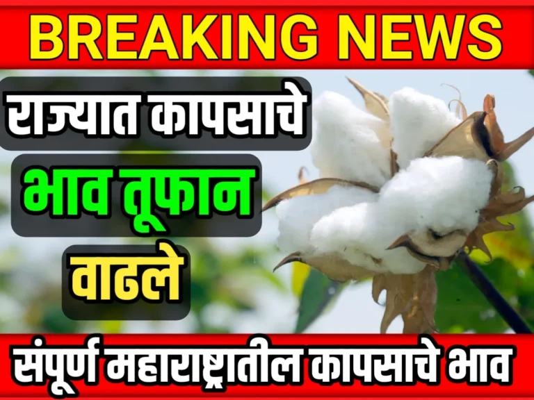 Cotton Rate : आजचे कापूस भाव 16 मे 2023