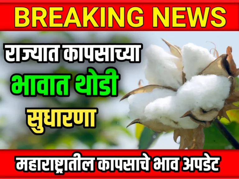 Cotton Rate : आजचे कापसाचे भाव 17 मे 2023