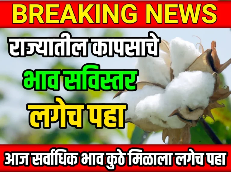 Cotton Rate : आजचे कापसाचे भाव 19 मे 2023