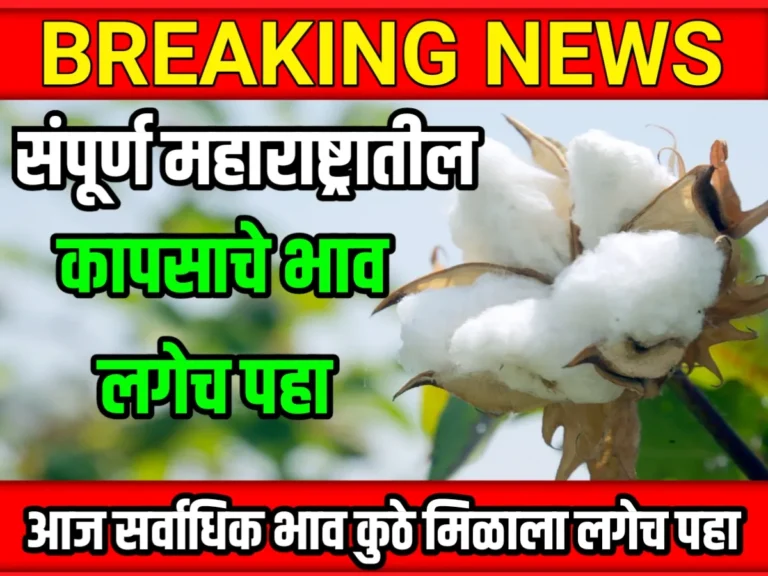 Cotton Rate : आजचे कापसाचे भाव 20 मे 2023