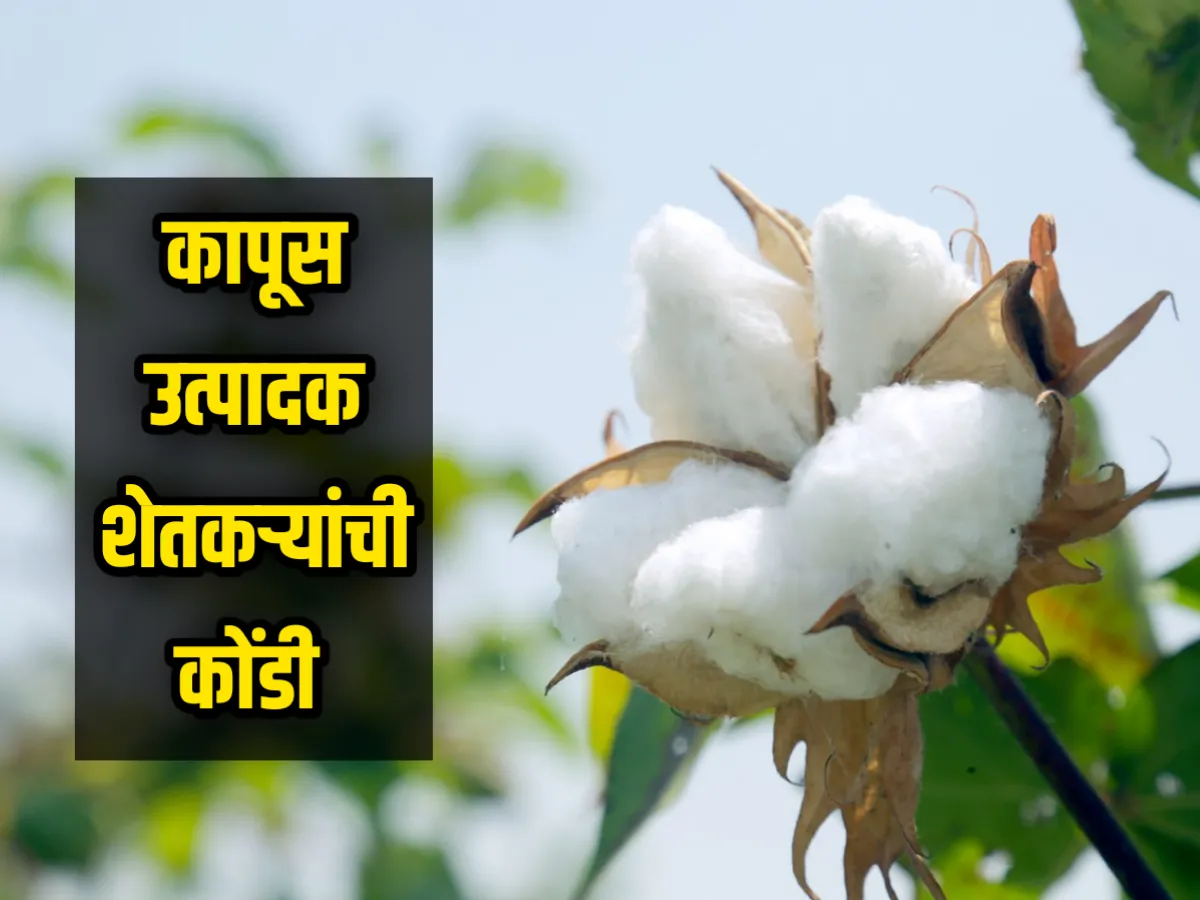 Cotton Rate : कापूस उत्पादक शेतकऱ्यांची कोंडी