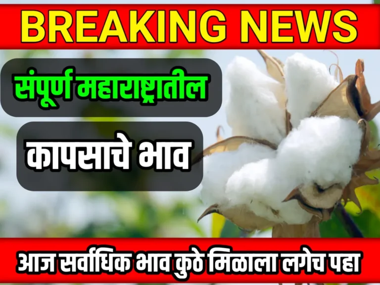 Cotton Rate : आजचे कापसाचे भाव 22 मे 2023