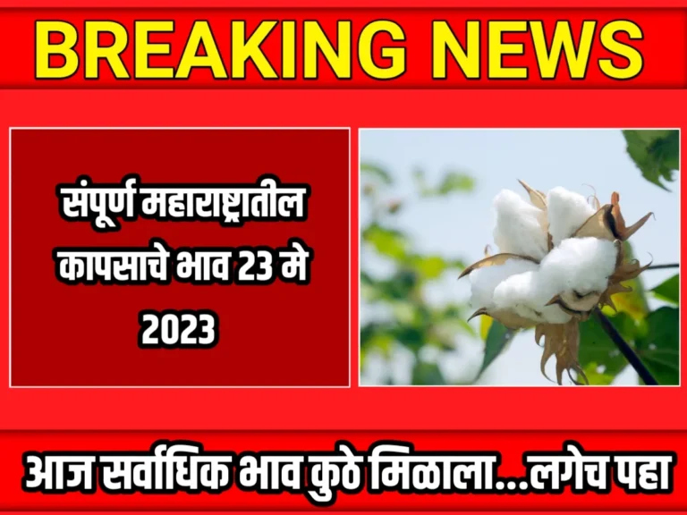 Cotton Rate : आजचे कापसाचे भाव 23 मे 2023