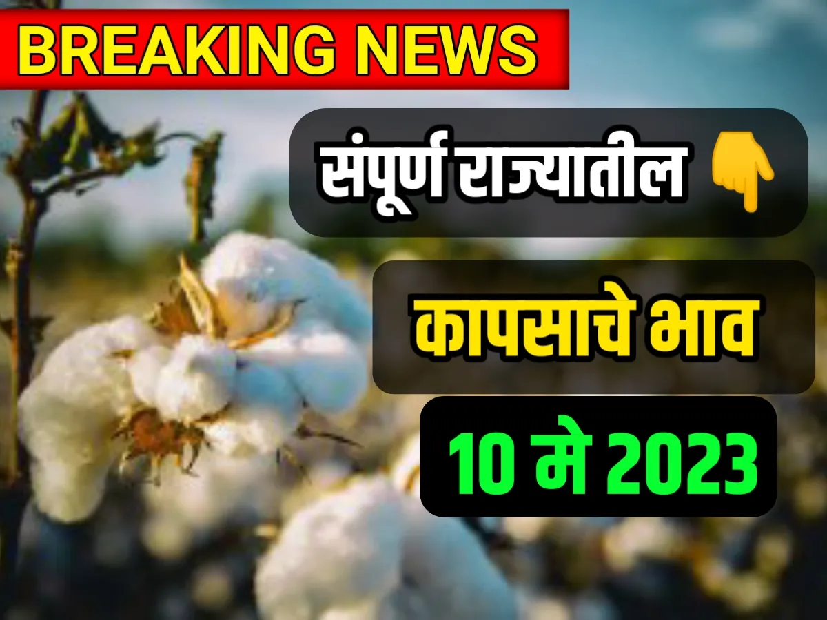 Cotton Rate : आजचे कापसाचे भाव 10 मे 2023