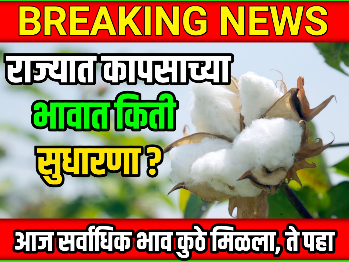 Cotton Rate : आजचे कापसाचे भाव 18 मे 2023