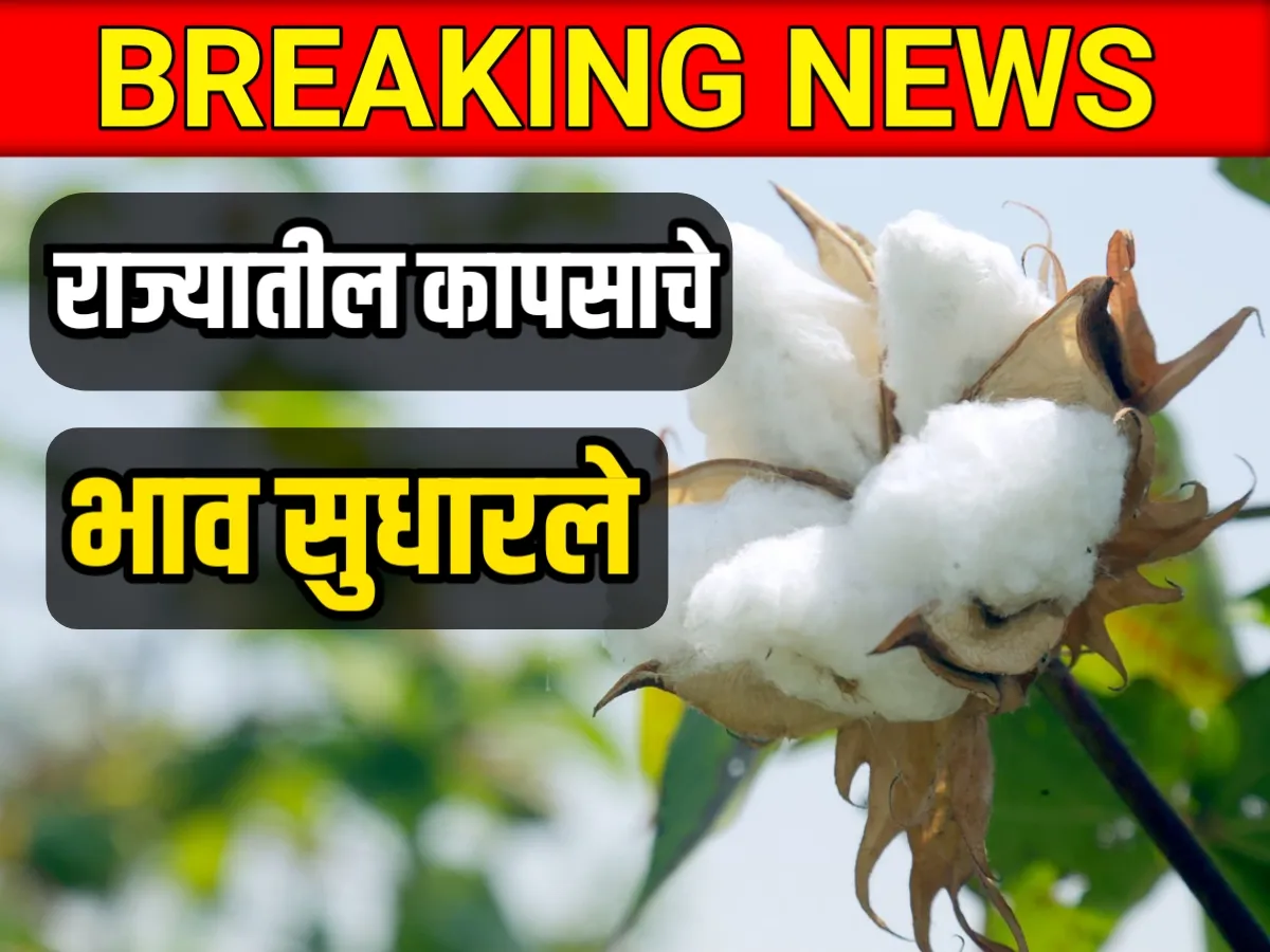 Cotton Rate : आजचे कापसाचे भाव 13 मे 2023