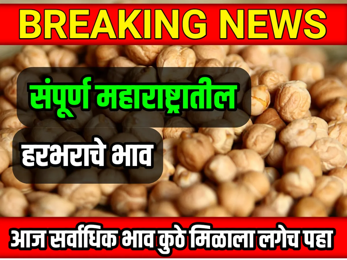 Chana Rate : आजचे हरभराचे भाव 22 मे 2023