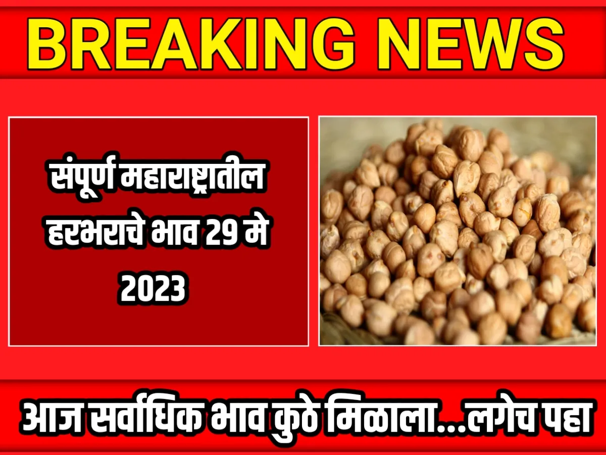 Chana Rate : आजचे हरभराचे भाव 29 मे 2023