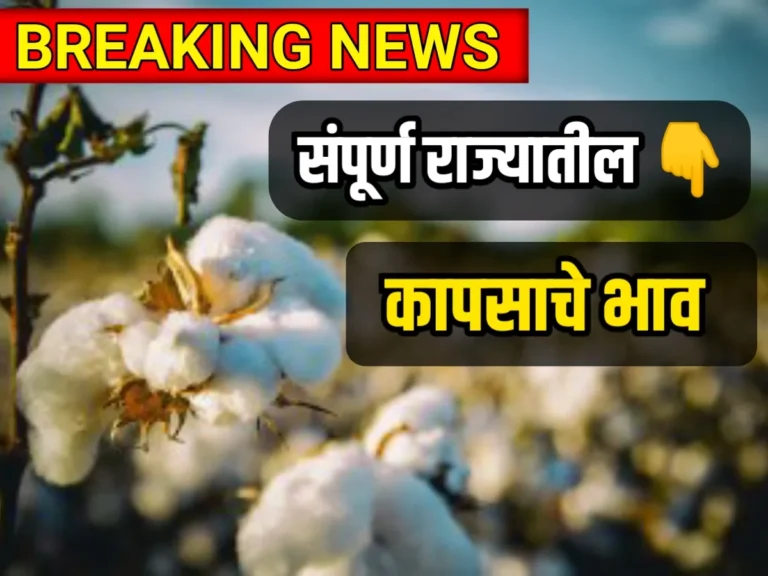 Cotton Rate : आजचे कापसाचे भाव 9 मे 2023