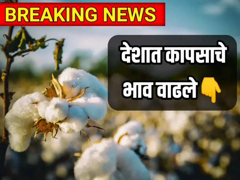 Live Cotton Market : आंतरराष्ट्रीय बाजार पेठेत कापूस वायद्यांमध्ये दर वाढले