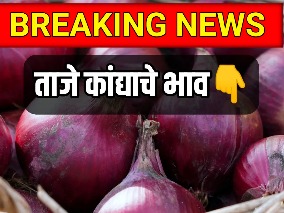 Live Onions Rate : आजचे कांद्याचे भाव 7 मे 2023 अपडेट