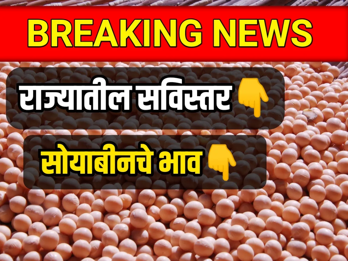 Live Soybean Rate : आजचे सायोबीनचे भाव अपडेट 8 मे 2023